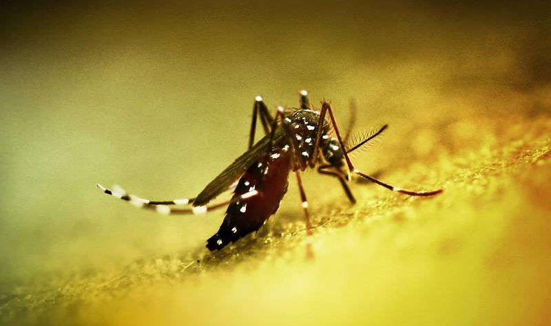 Featured image for Chikungunya's Expanding Reach: Underestimated Health and Economic Burden