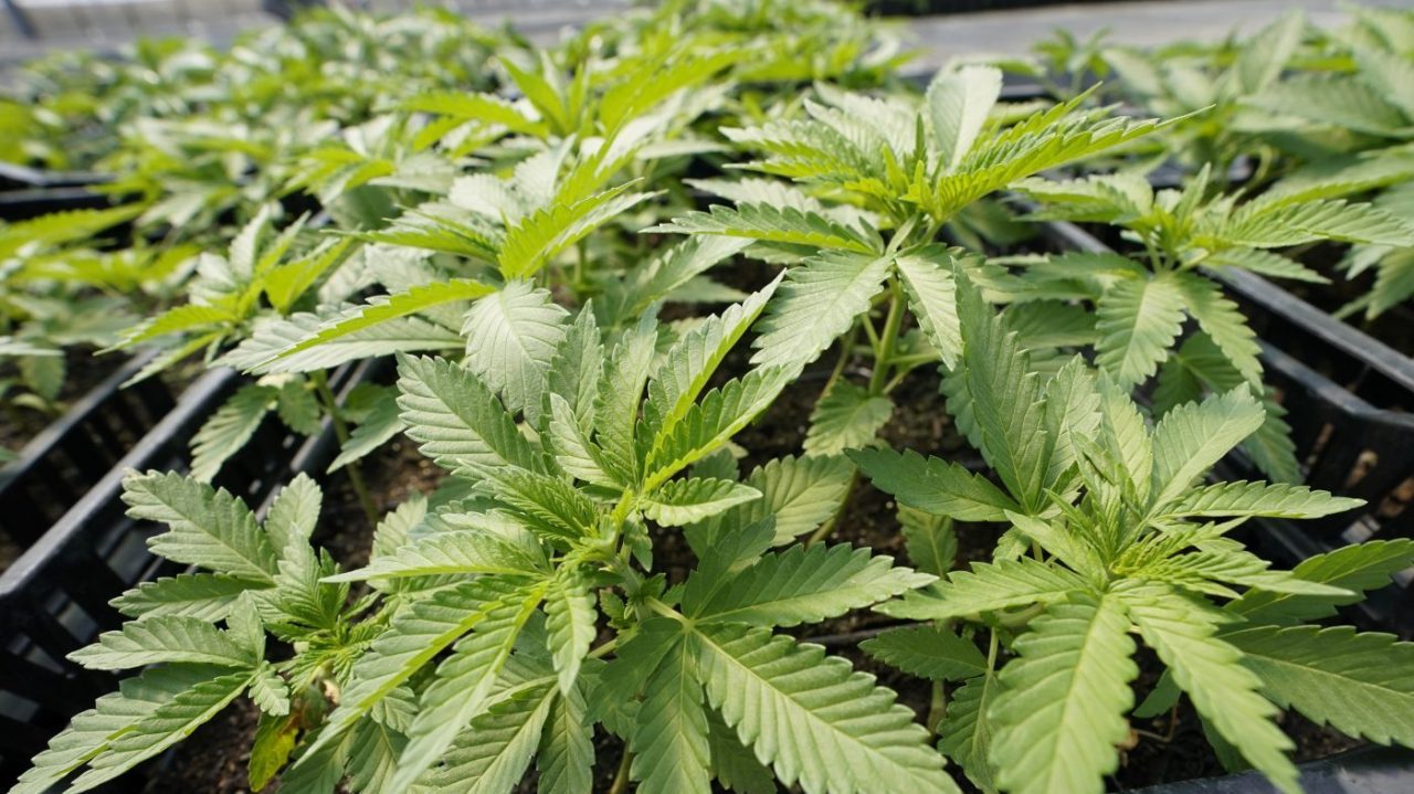 New Studies Confirm: Marijuana Use Linked to Higher Risk of Heart Attacks and Stroke