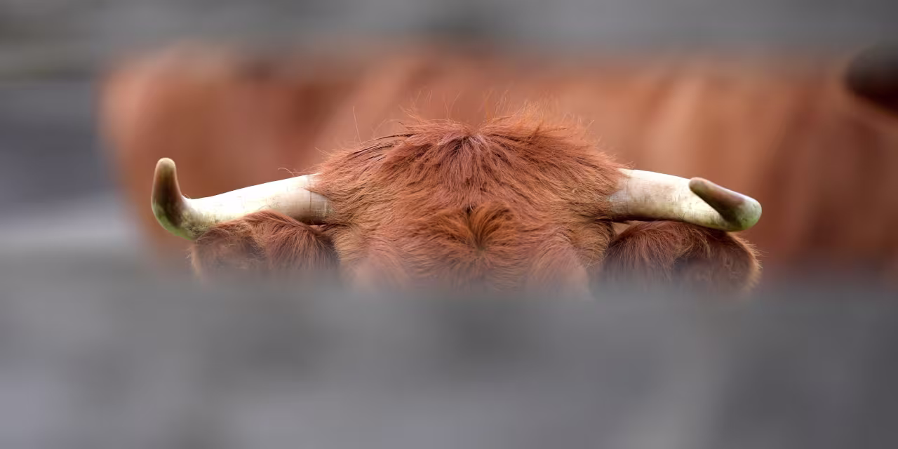 Investors' FOMO leads to overweight U.S. equities and bullish outlook for TMX Group, Cameco, and Finning.