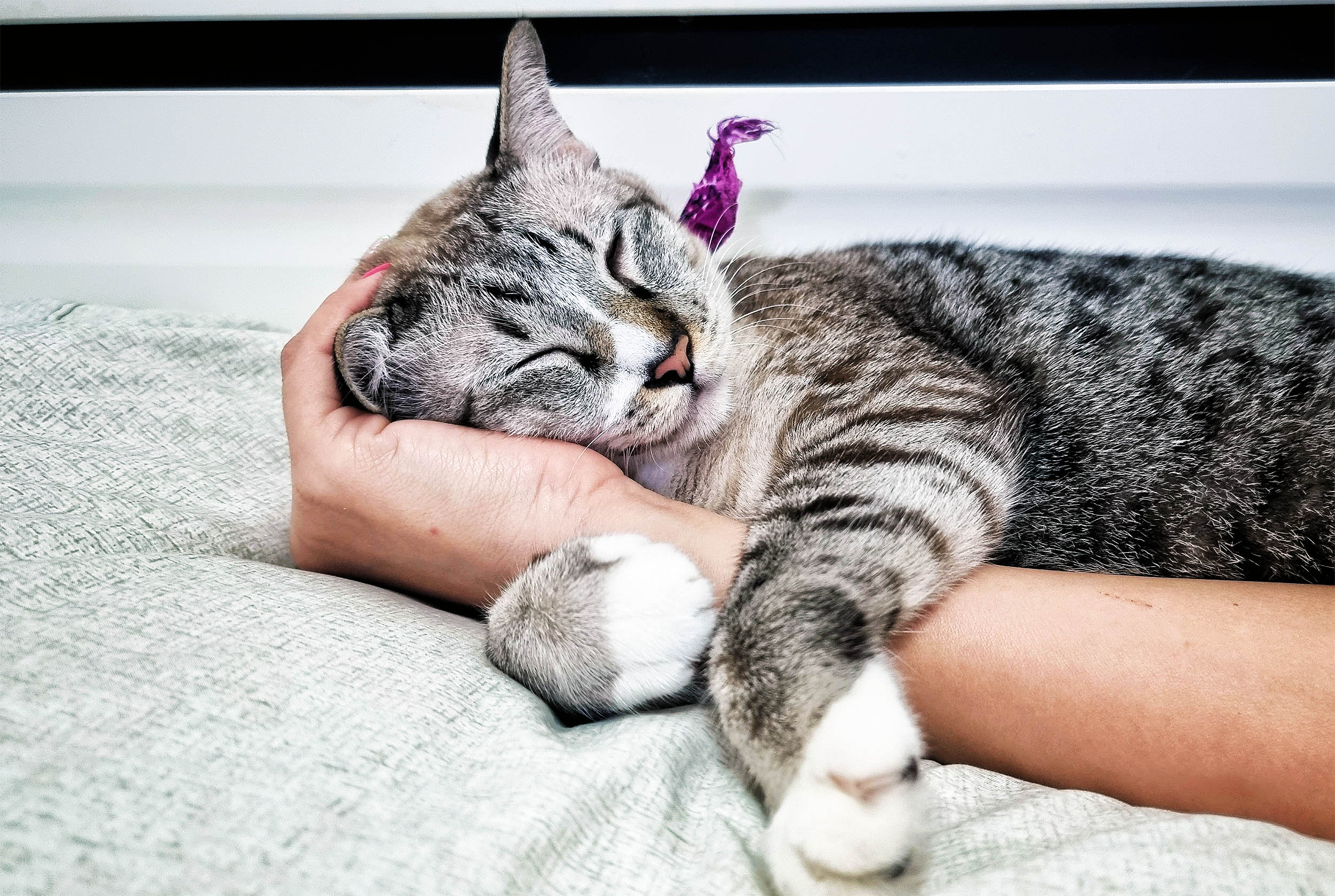 Featured image for Scientists Uncover Genetic Secrets Behind Cats' Purring and Behavior