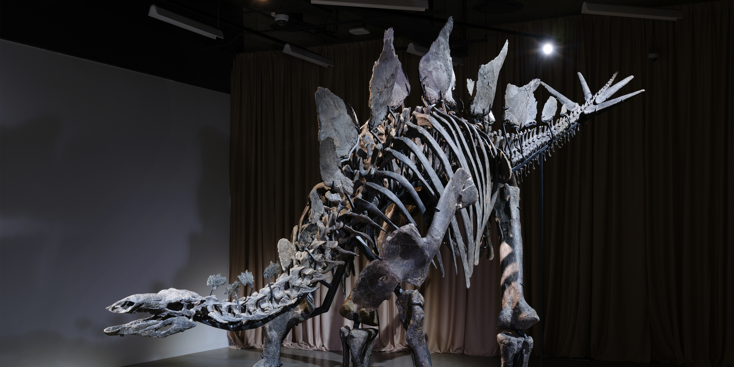 Featured image for World's Most Expensive Stegosaurus Fossil Debuts at NYC Museum