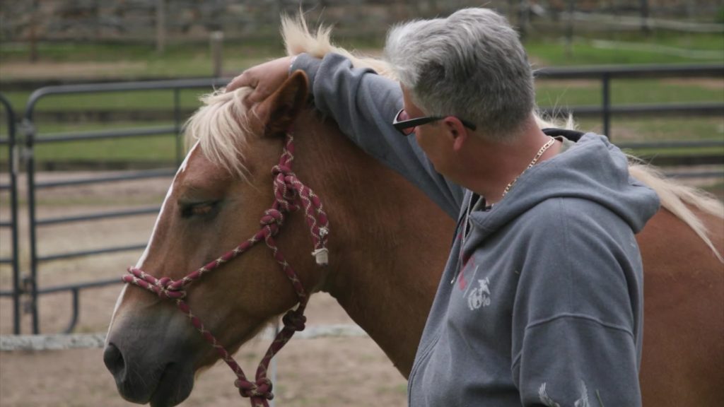 Equine Therapy: Healing Veterans Through Horses