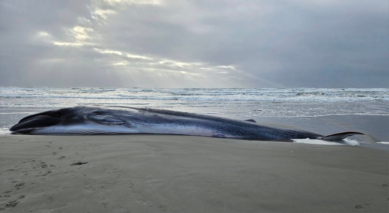 Featured image for "Endangered Whale Carcass Washes Up on Oregon Beach, Raises Concerns"