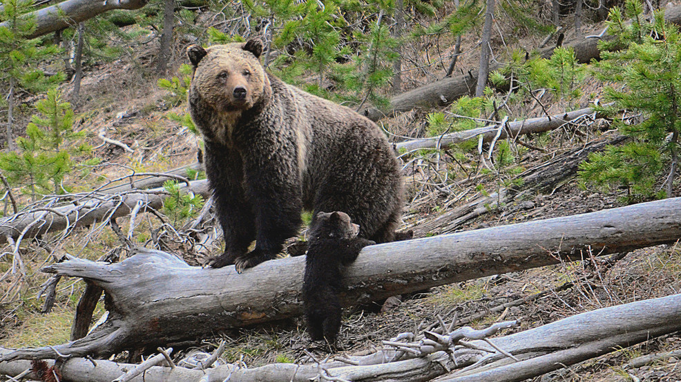 Featured image for Grizzly bear attack leaves worker injured in Wyoming forest