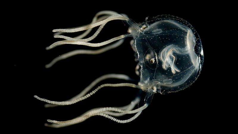Unveiling the Astonishing Learning Skills of Jellyfish