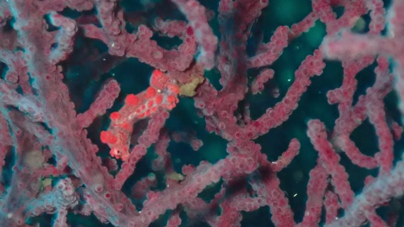 Rediscovered Ocean Worms Found Hiding Among Seahorses