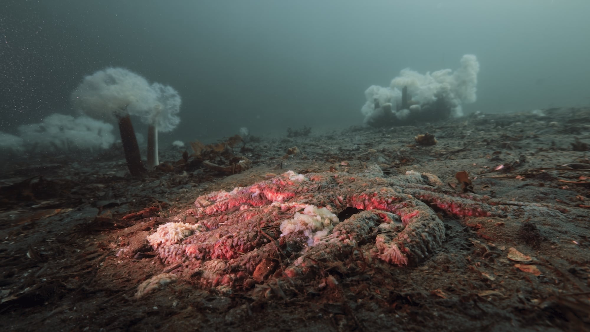 Featured image for Scientists Uncover Microbe Responsible for Sea Star Wasting Disease