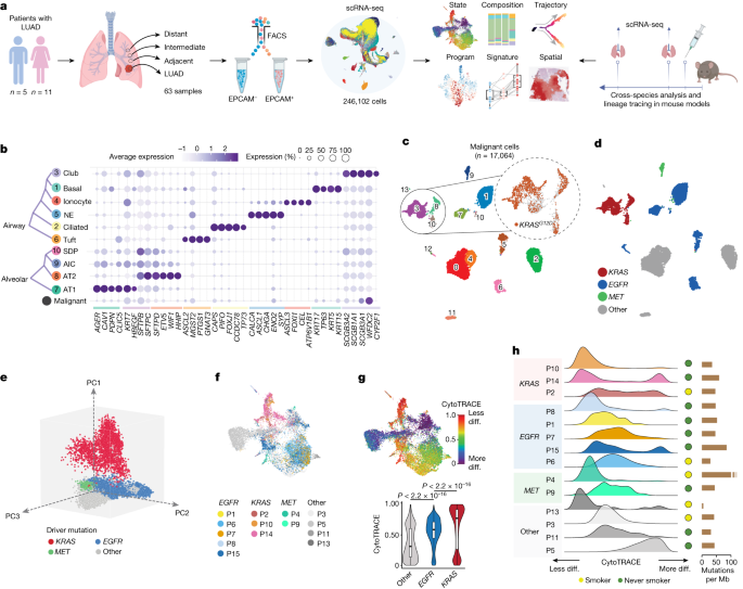 Featured image for "Mapping Lung Adenocarcinoma Cell States and Plasticity"
