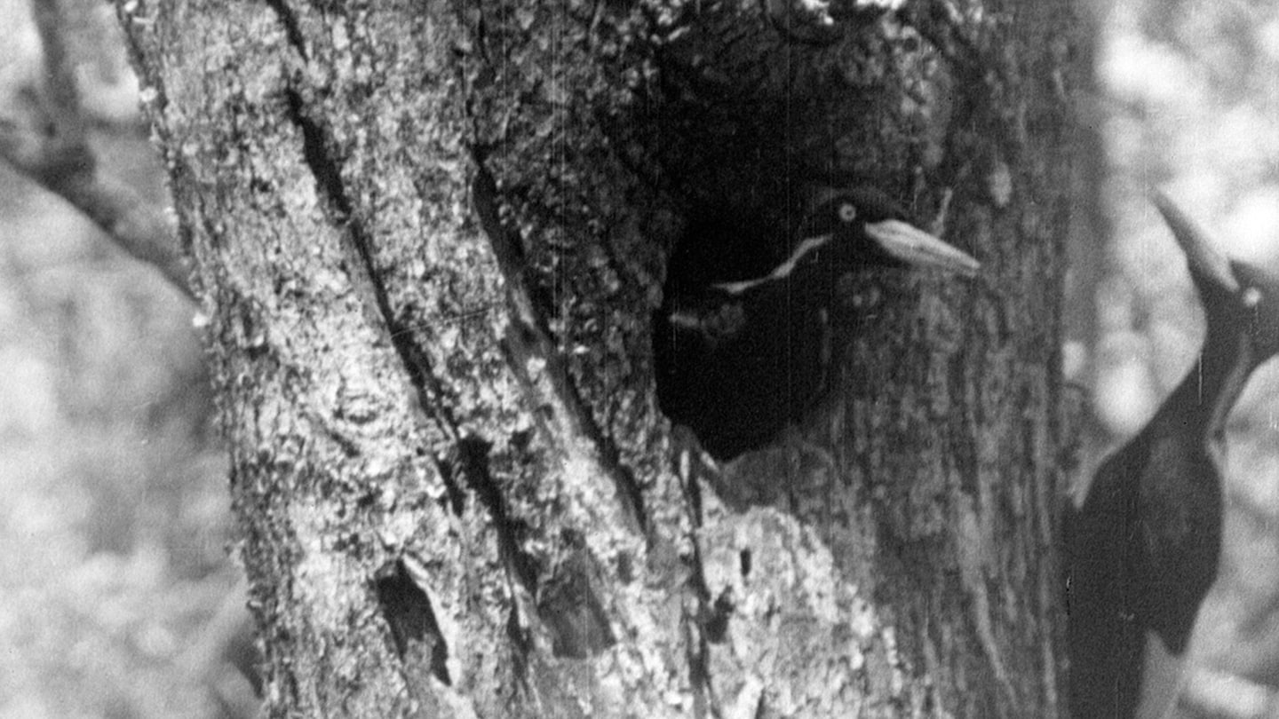 "Officials Delay Extinction Declaration for Ivory-Billed Woodpecker"