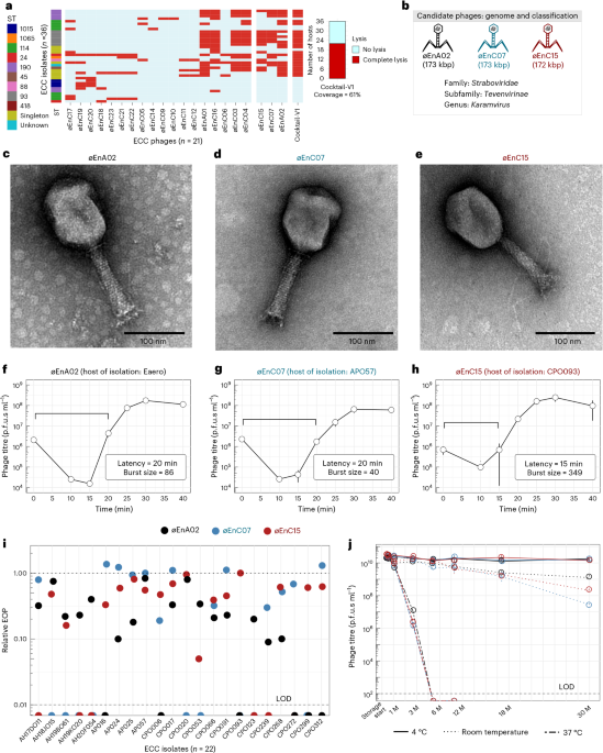 Featured image for Hospital-Specific Phage Cocktail Developed for Enterobacter Cloacae Infections