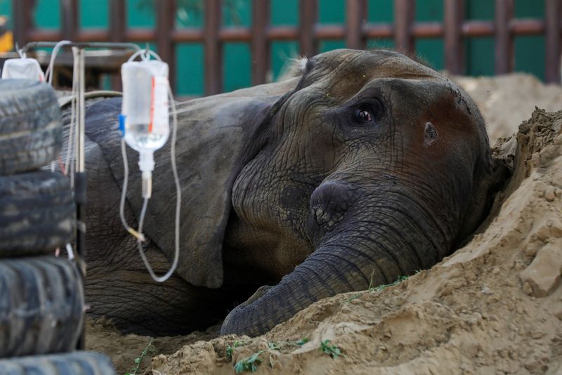 Pakistan zoo's elephant death sparks animal welfare concerns.