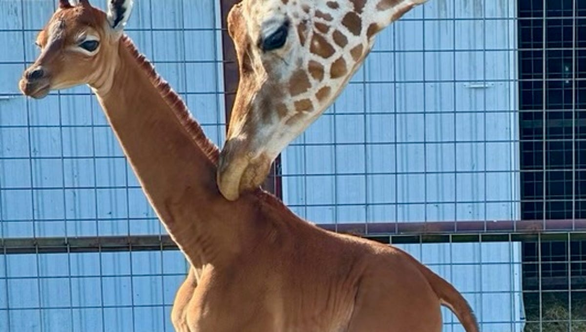 Featured image for "Rare Spotless Giraffe Born at Tennessee Zoo, Public Invited to Name Her"