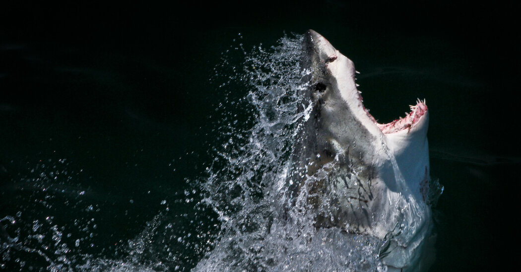 Featured image for Celebrating 'Jaws': Its Impact, Mysteries, and Cultural Legacy