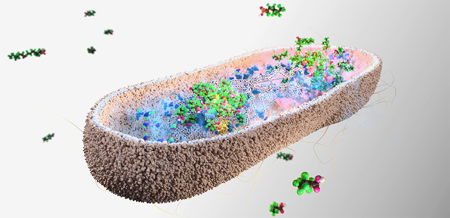 Featured image for Gut bacteria may help detoxify harmful 'forever chemicals'