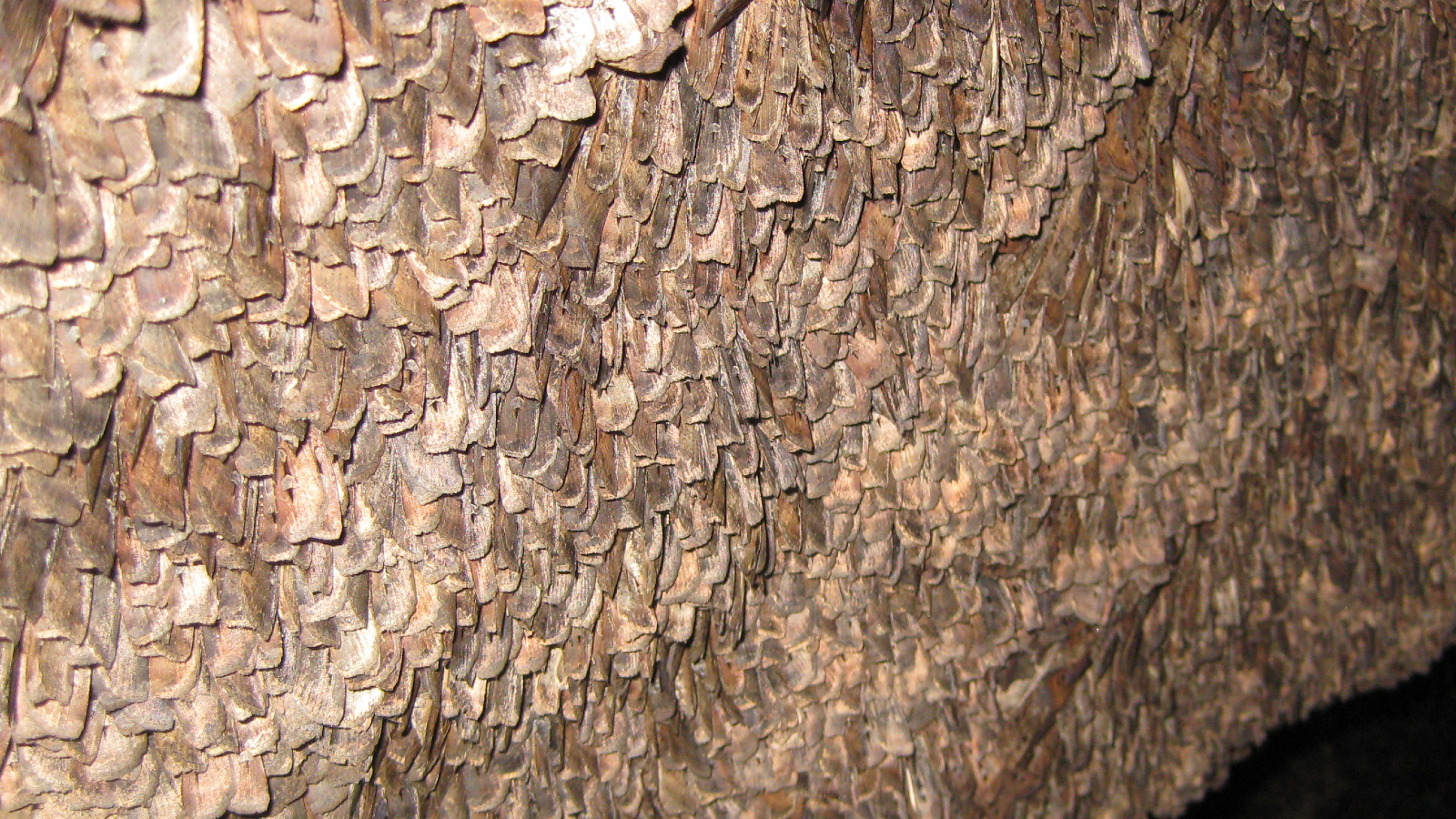 Featured image for Australian Bogong Moths Use Stars to Navigate 600 Miles