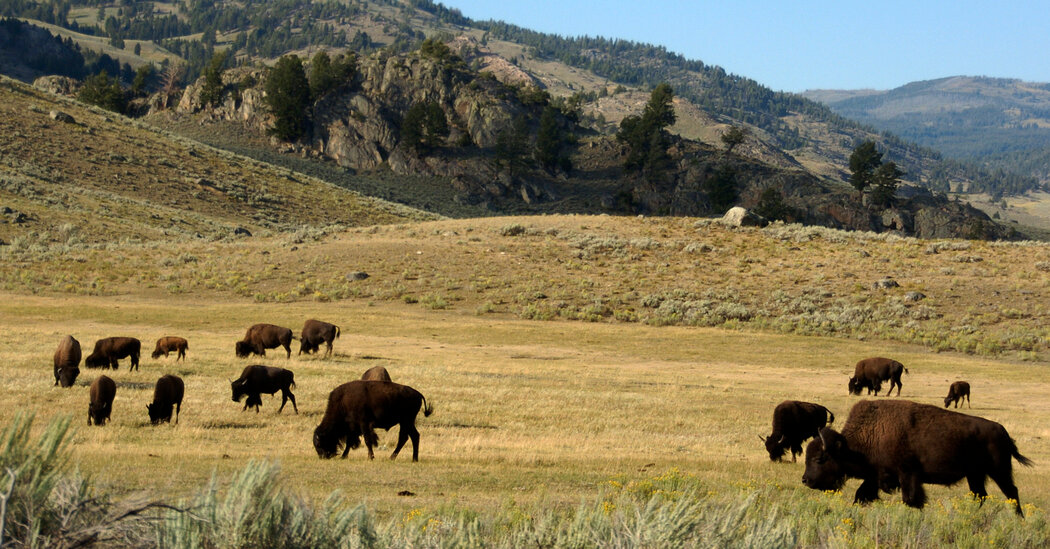 "Bison Attacks on the Rise: National Park Service Issues Warning"