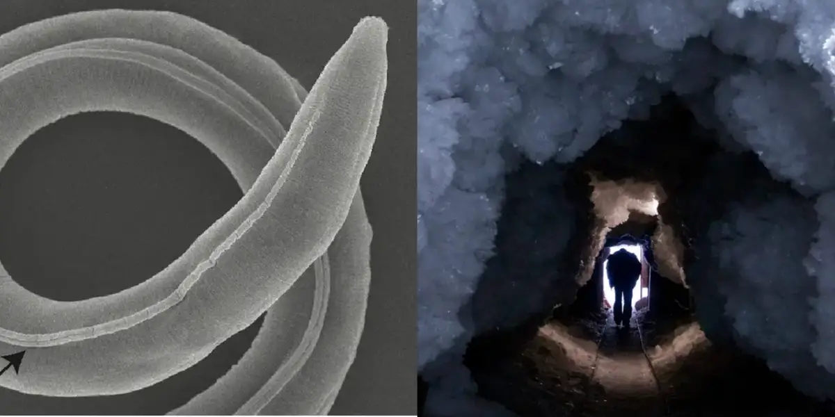 Featured image for "Resurrecting Ancient 'Zombie' Bugs and Viruses: Scientists' Remarkable Achievement"