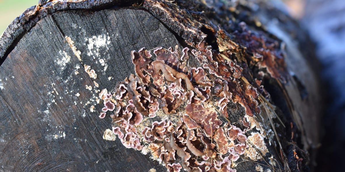 The Emergence of Plant Fungus Infections in Humans.