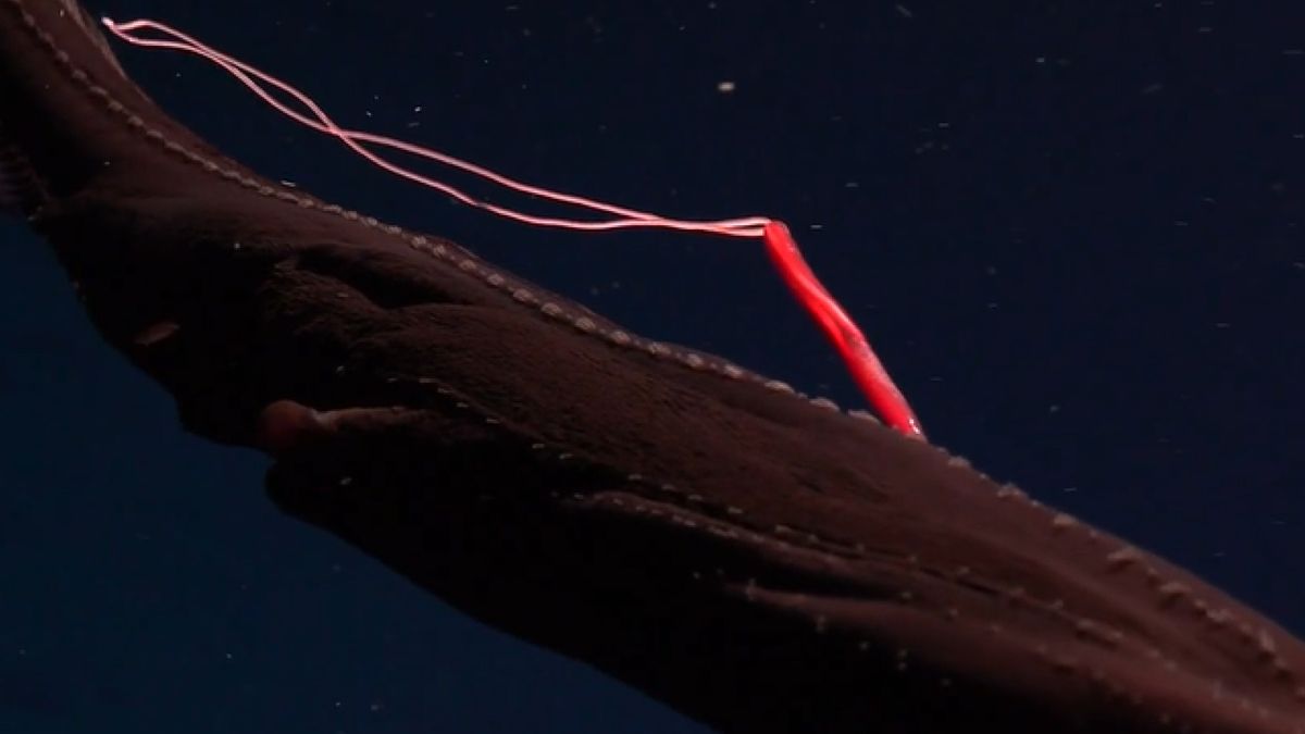Rare Footage Captures Blood-Sucking Parasite Feasting on Gulper Eel