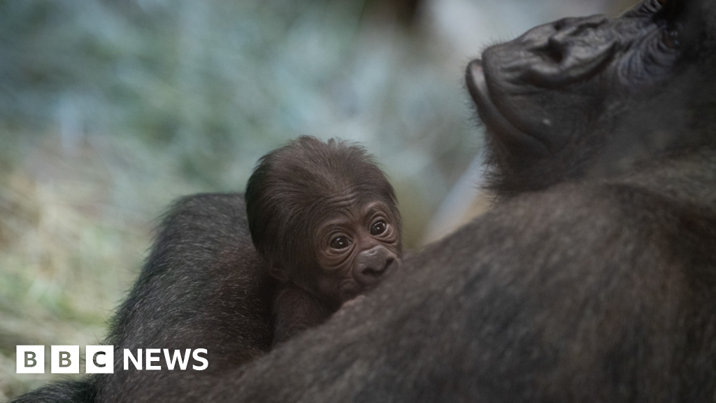 Featured image for "Zoo's Surprise: Unexpected Birth of Baby Gorilla Amazes Visitors"