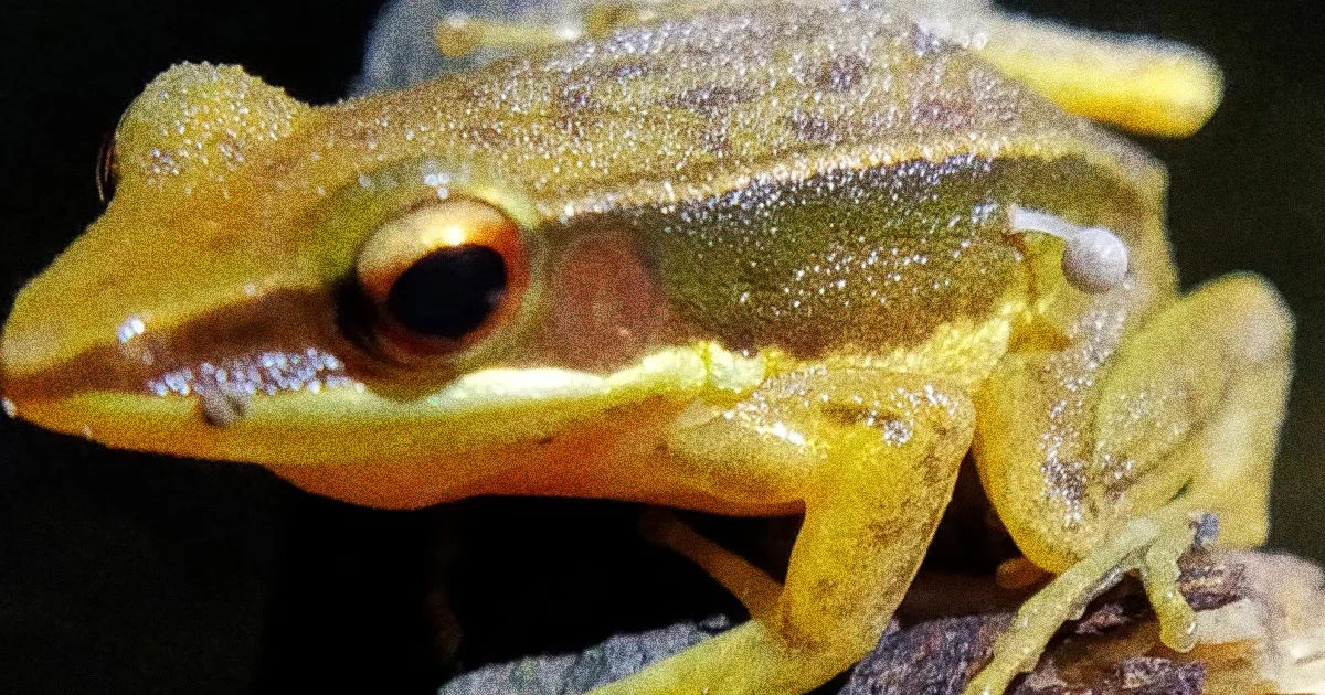 Featured image for Frog Serves as Host for Surprising Mushroom Growth