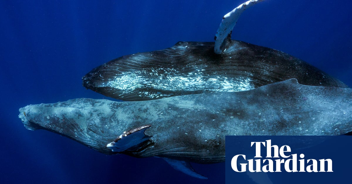 Featured image for "Unprecedented Photos: Male Humpback Whales Captured in First-Ever Sexual Encounter"