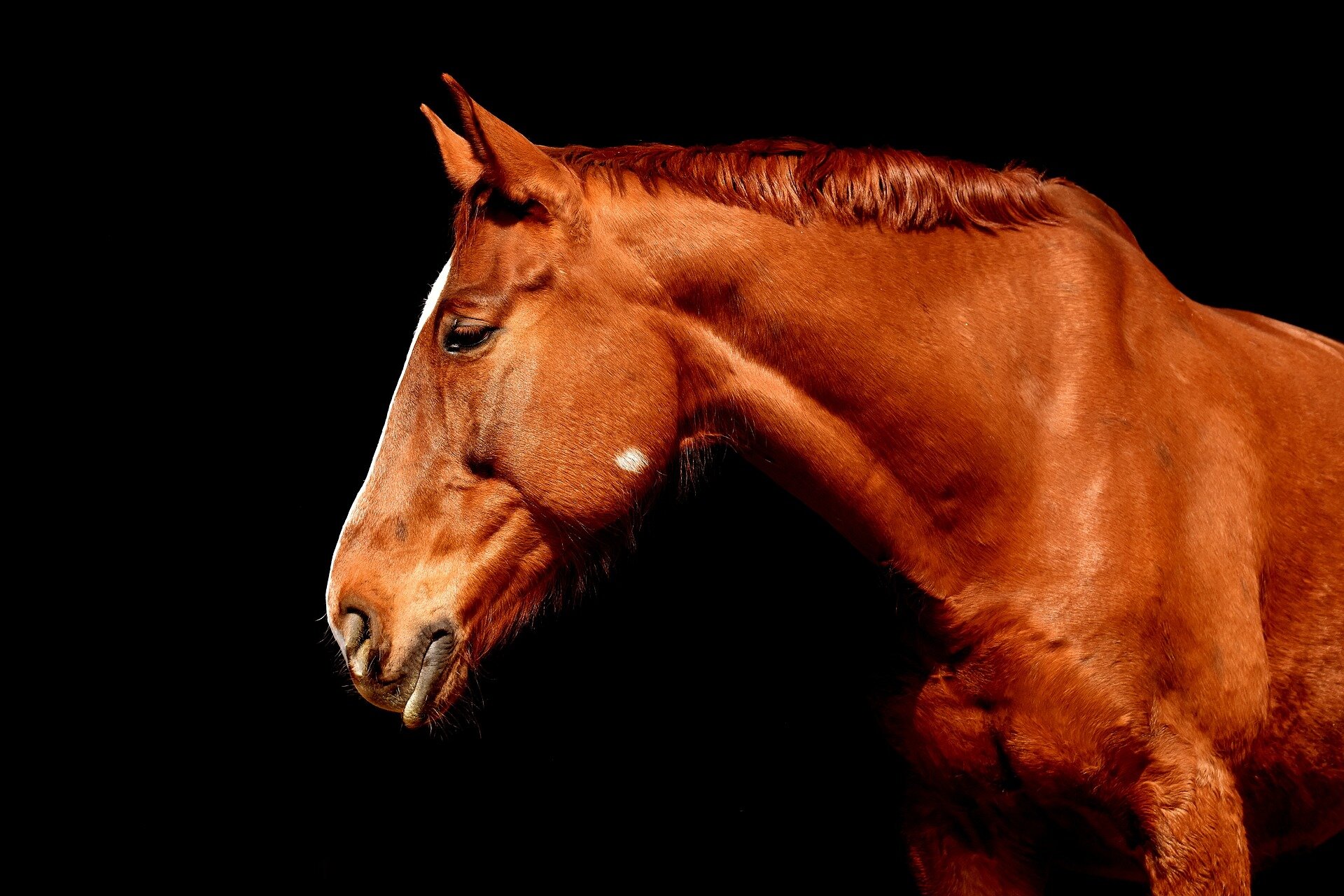 Featured image for Genetic Mutation Key to Making Horses Rideable