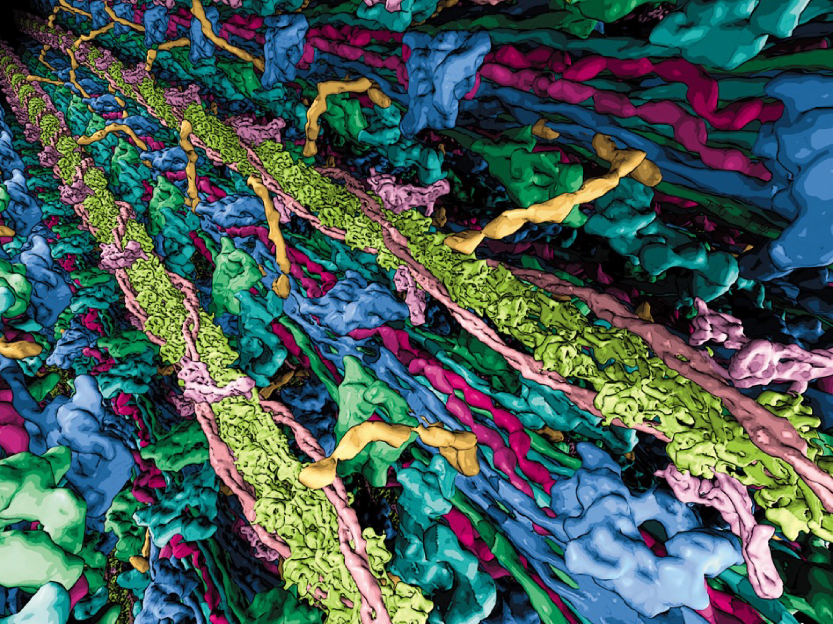 Featured image for Breakthrough: Scientists Capture Stunning 3D Image of Mammalian Heart Muscle's Thick Filament