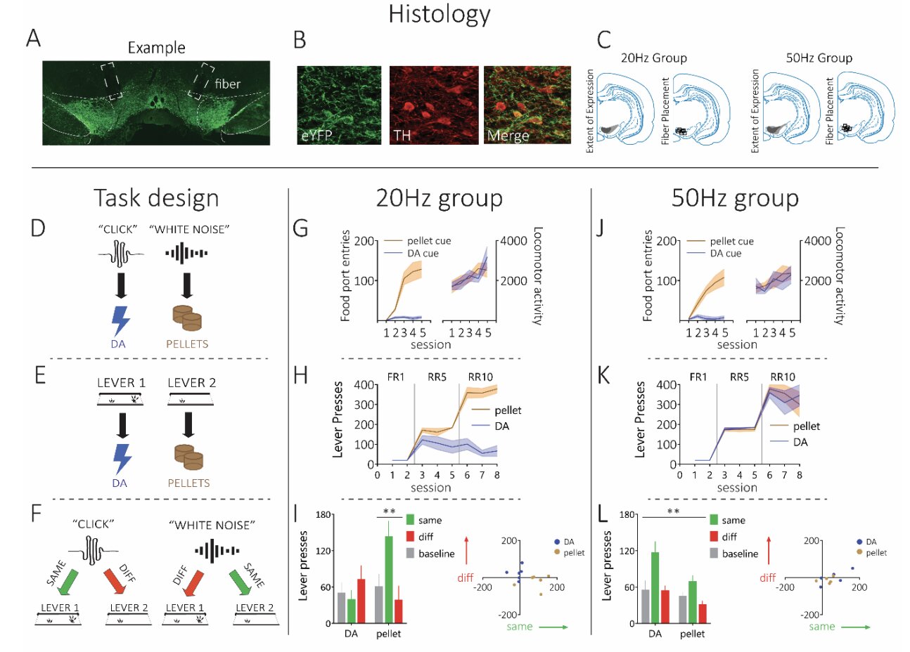Featured image for "Dopamine's Role in Reinforcement Learning Unveiled"