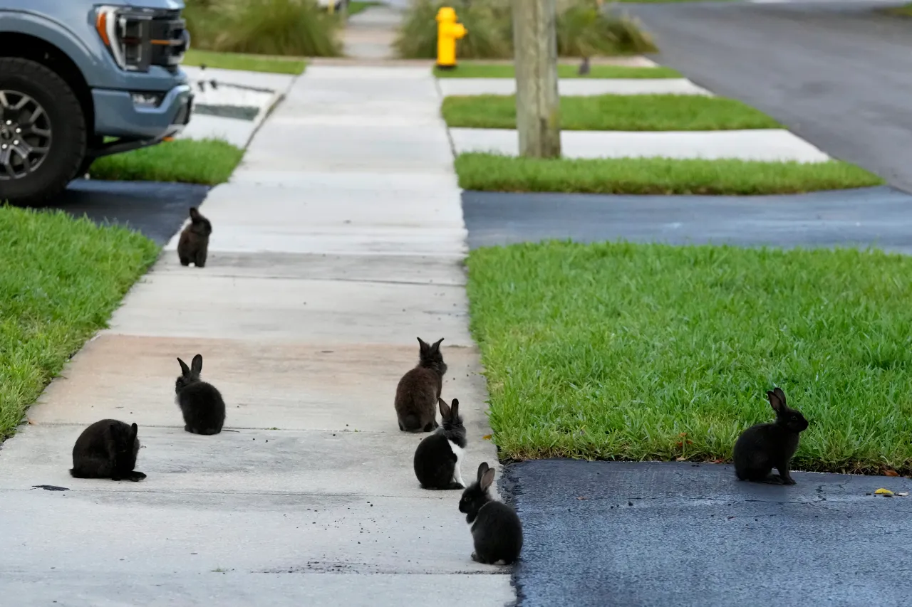Florida Suburb Launches Campaign to Combat Rabbit Overpopulation