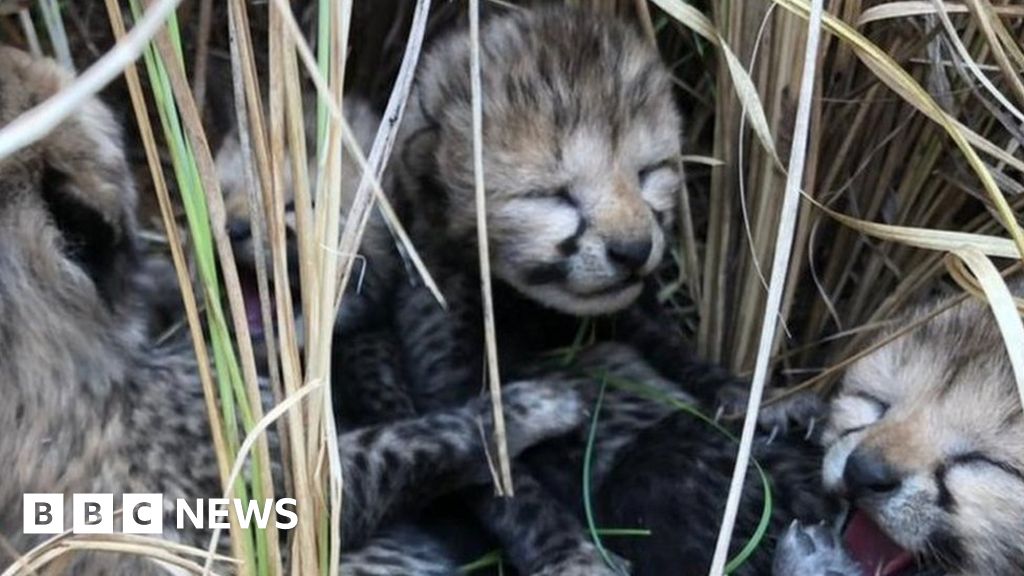 India celebrates first cheetah cubs born in 70 years.
