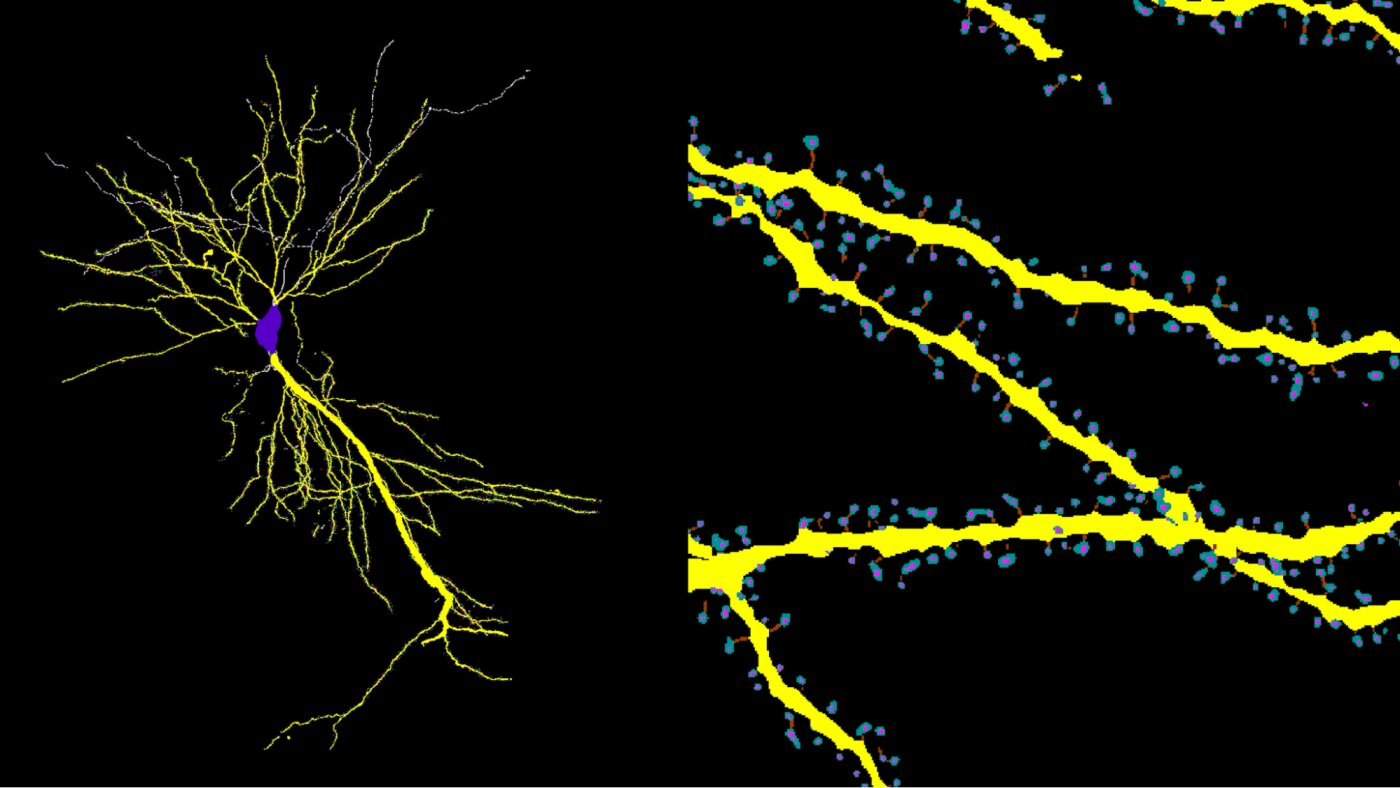 Featured image for Revolutionizing Brain Cell Imaging with Open-Source 3D Technology