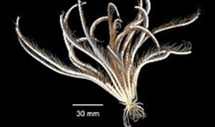 Featured image for "Scientists Unveil Fascinating New Antarctic Sea Creature"