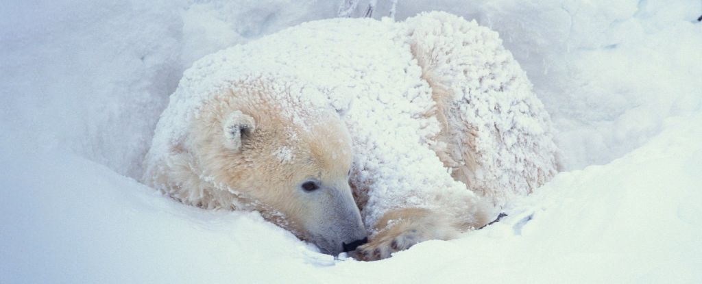 "Polar Bear Fatality from Bird Flu: Implications for Humans"
