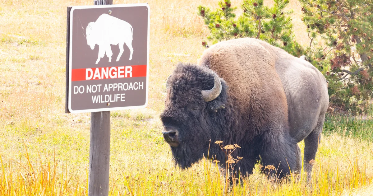 Woman Injured in Bison Attack at Yellowstone National Park