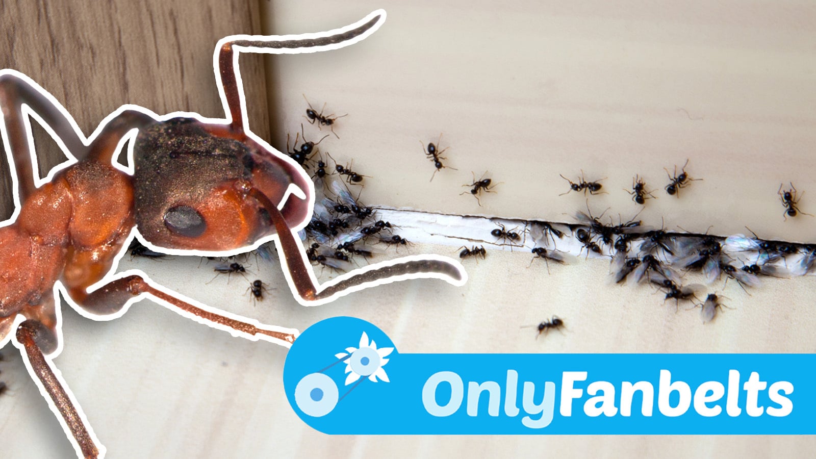 Featured image for Autopian Staffers' Home Infestations: Fanbelts Only