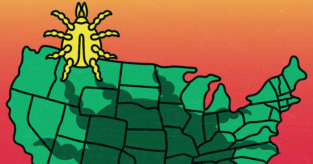 Featured image for Rising Tick Threats: How to Protect Yourself This Season