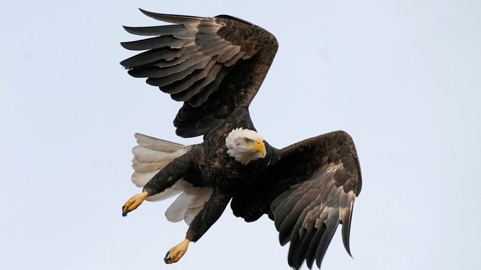 Featured image for Men Charged with Killing and Trafficking Eagles for Profit