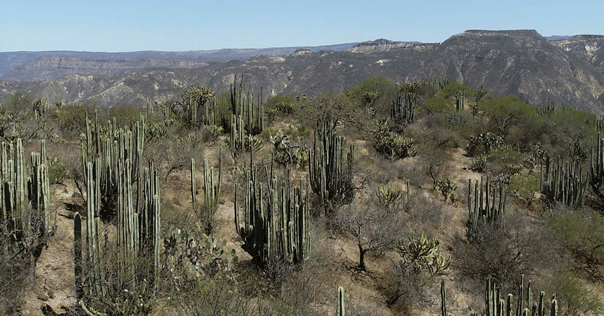 "Cacti's Hidden Ecosystem: Thriving Insects as Desert Decomposers"