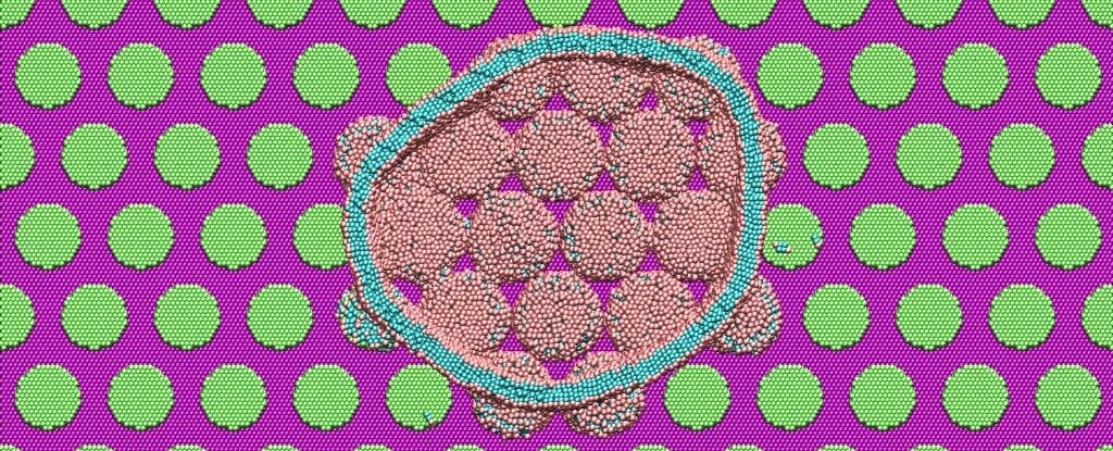 Featured image for "Cicada Wings: The Secret Weapon Against Superbugs Revealed"