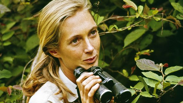 Featured image for Celebrating Chimpanzees: Insights, Conservation, and Our Connection