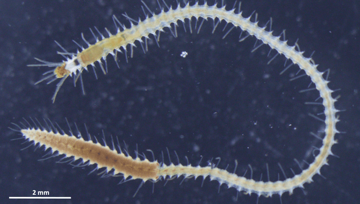 Featured image for The Astonishing Reproductive Strategy of Sea Worms: Detaching Butts for Love and Life