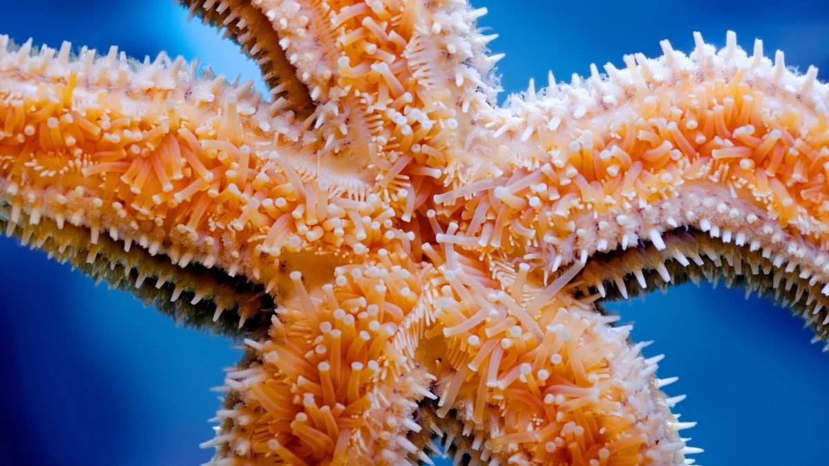 Starfish Walks: Decentralized, Brain-Free Locomotion with Hundreds of Feet