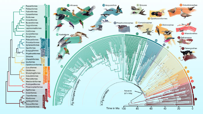 Featured image for "Revolutionizing Avian Evolution: Unveiling the Most Detailed Bird Family Tree with AI and Computational Tools"