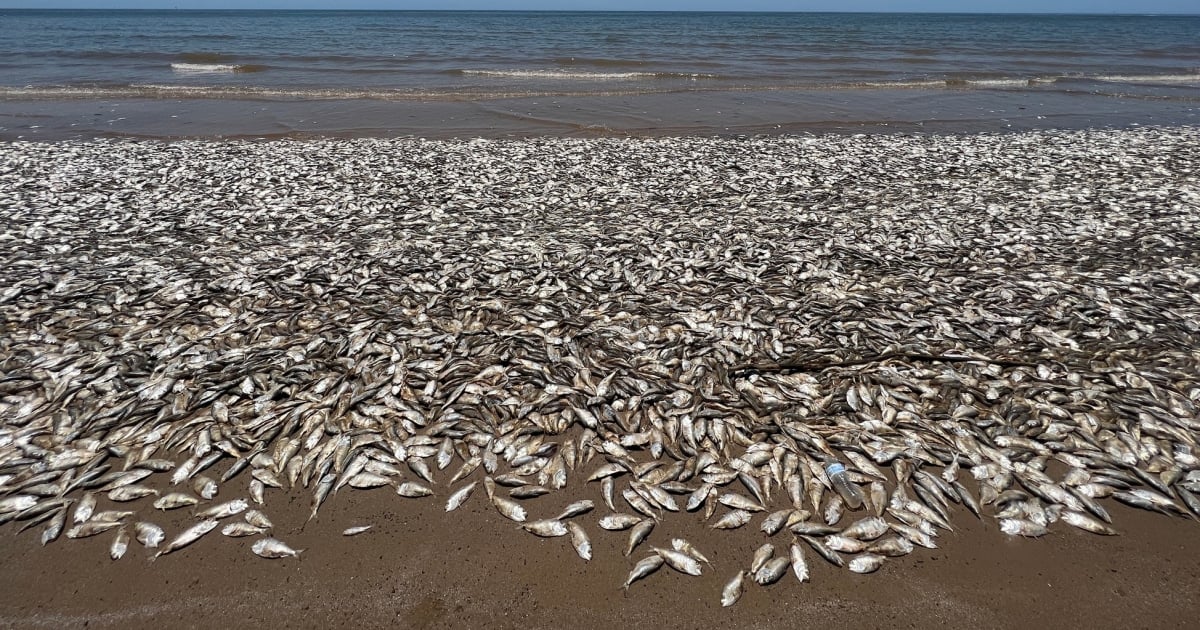 Featured image for Massive fish die-off hits Texas Gulf Coast beaches.