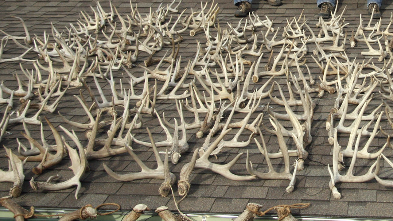 Deer antler search leads to discovery of human skeleton in Kansas.