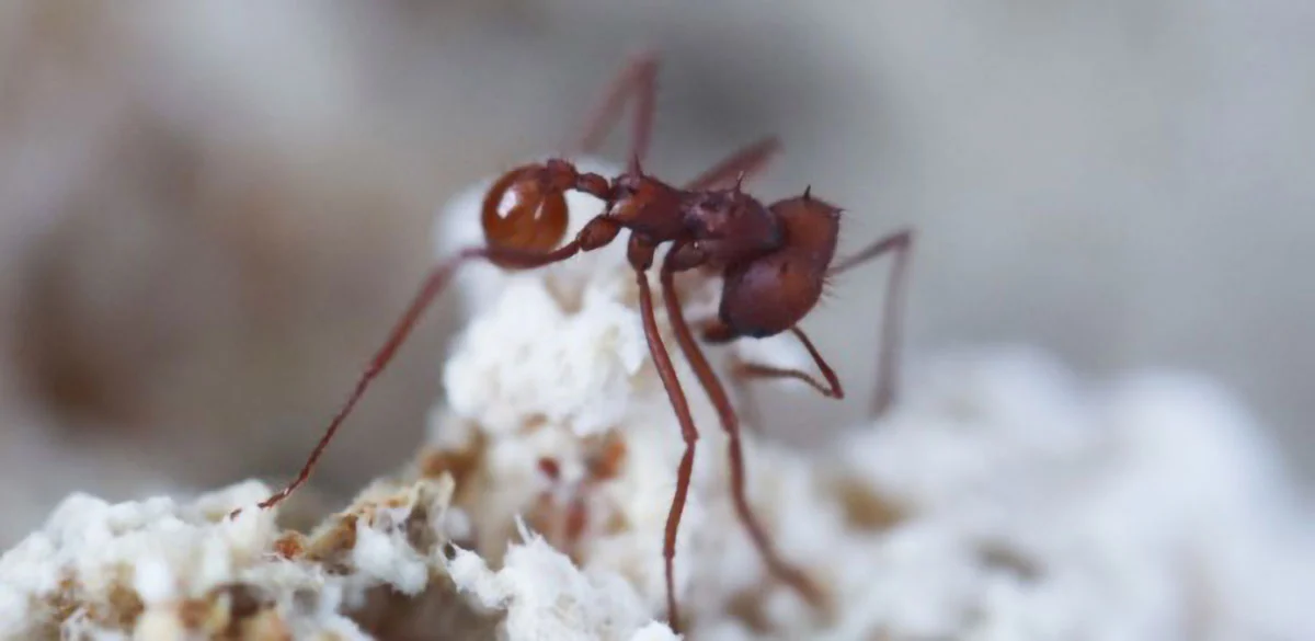Featured image for Ant-Associated Fungus Revealed as More Than a Villain