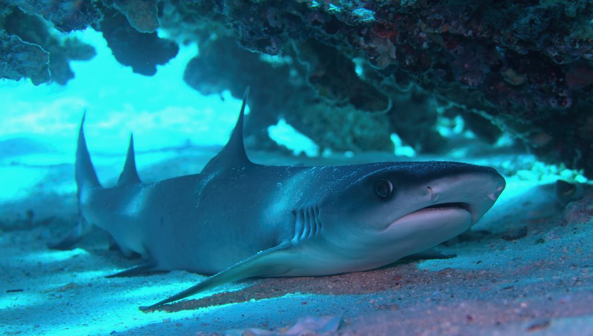 "Debunking the Myth: Sharks as Mammals"
