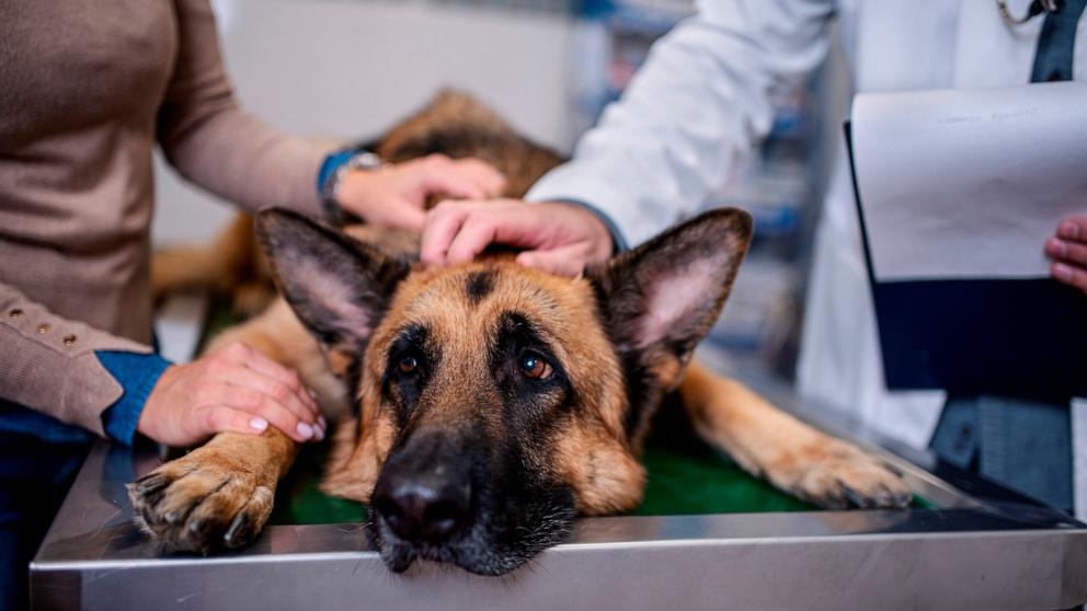 Featured image for Unraveling the Mystery: Vets Address Spreading Respiratory Illness in Dogs