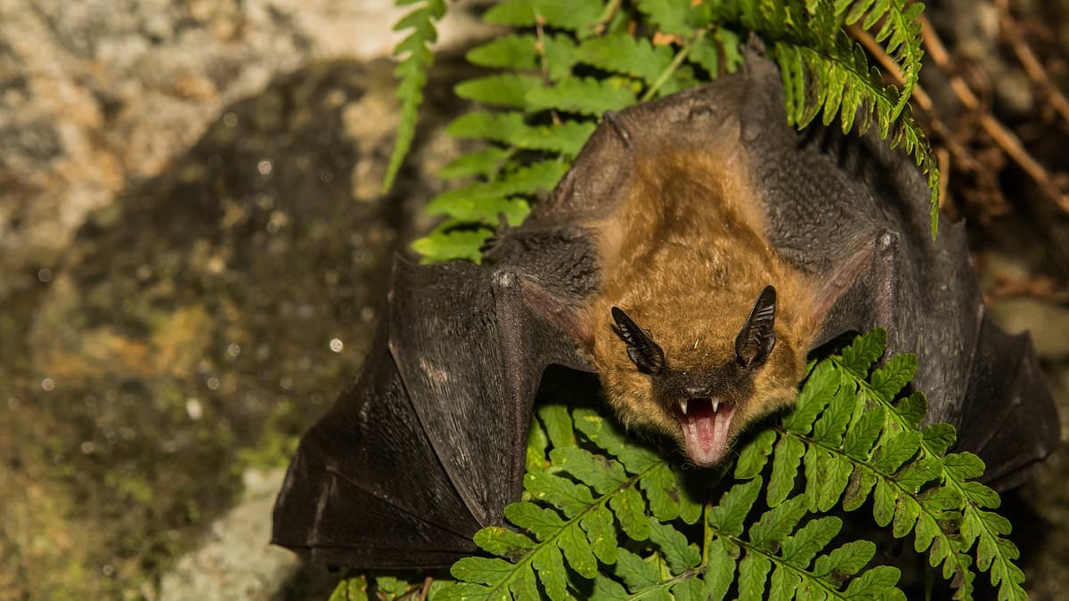 Featured image for Rabid Bats Detected in Illinois, Health Officials Urge Caution